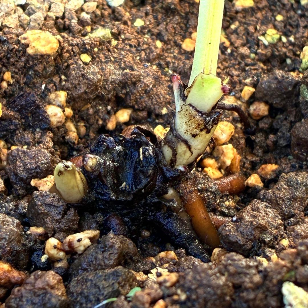 ま*️様 ❤️根充実❤️新芽❤️203タグ付【レッドイルミリオン】シャイニングレ