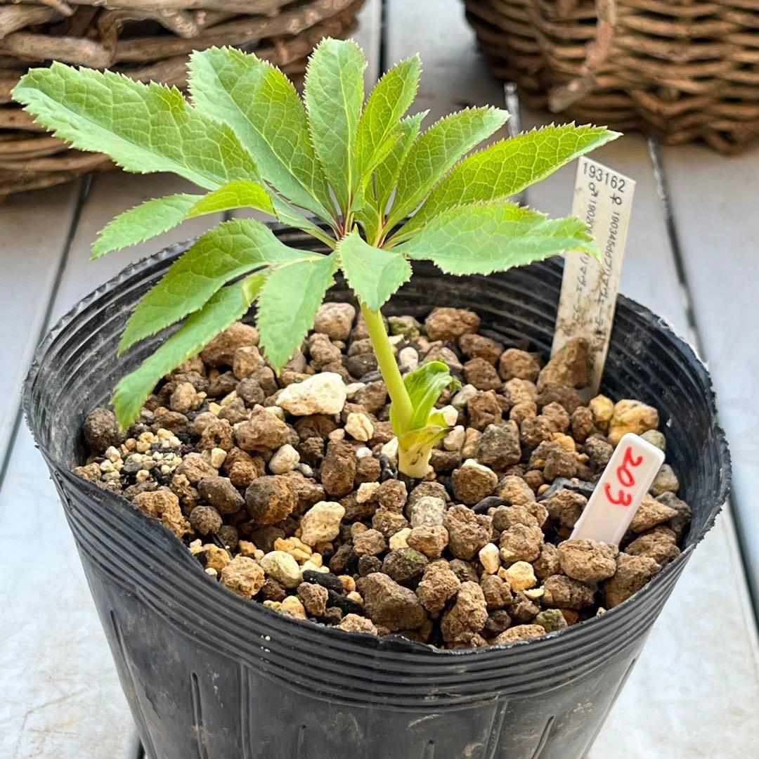 ま*️様 ❤️根充実❤️新芽❤️203タグ付【レッドイルミリオン】シャイニングレ