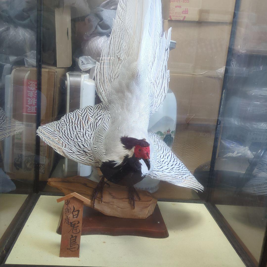 白冠鳥　インテリア　剥製