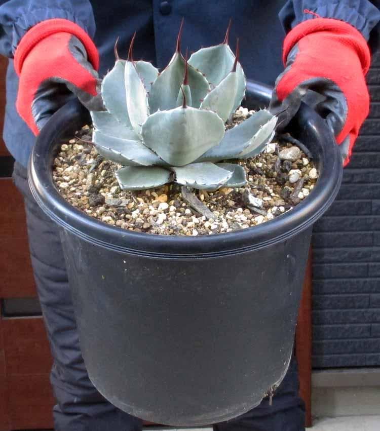 【現品】パリー トルンカータ（トランカータ）　フレキシスピナ　吉祥天　８号な３番