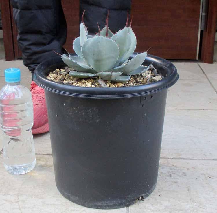 【現品】パリー トルンカータ（トランカータ）　フレキシスピナ　吉祥天　８号な３番