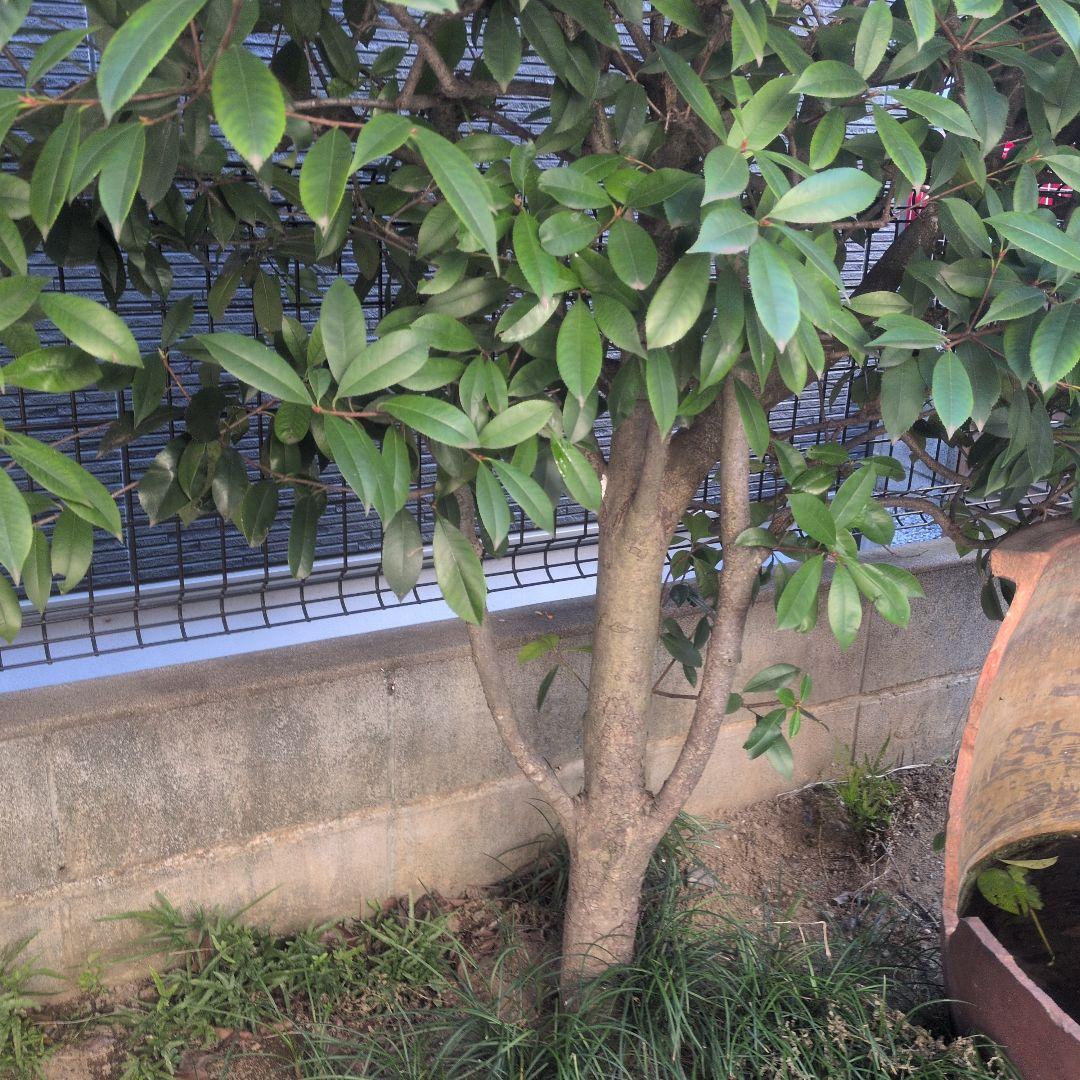 アカメ　ベニカナモメチ　レッドロビン　植木　庭木　ガーデニング　◇即購入×◇