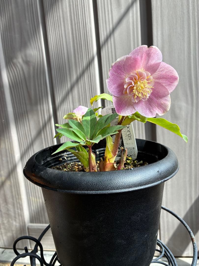 ♡広瀬園芸♡ 充実株シリーズ③ベビーピンクセミダブル　ソレイユ系