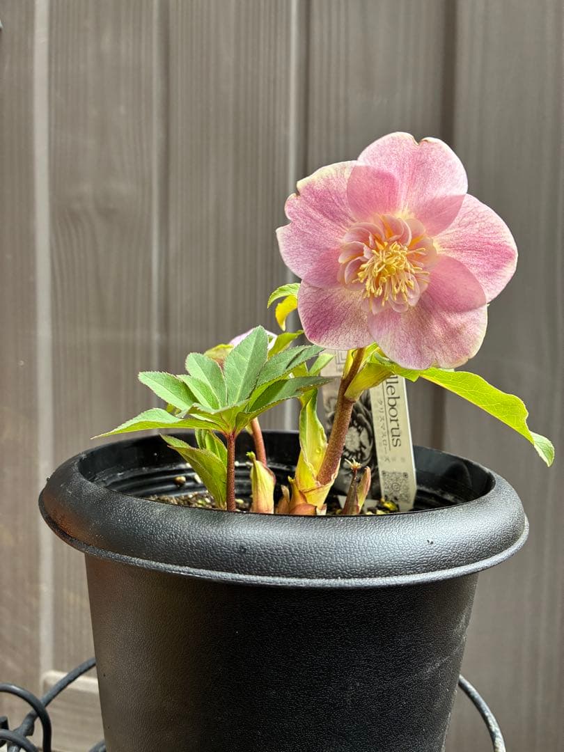 ♡広瀬園芸♡ 充実株シリーズ③ベビーピンクセミダブル　ソレイユ系