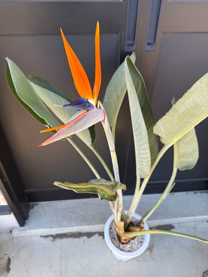 ストレチア レギネ 幹太 大株 7号鉢 観葉植物 極楽鳥花 花付き