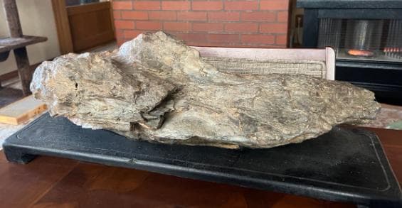 石収集家 人生コレクション 大型14.8kg 珪化木 化石 パワーストーン天然石