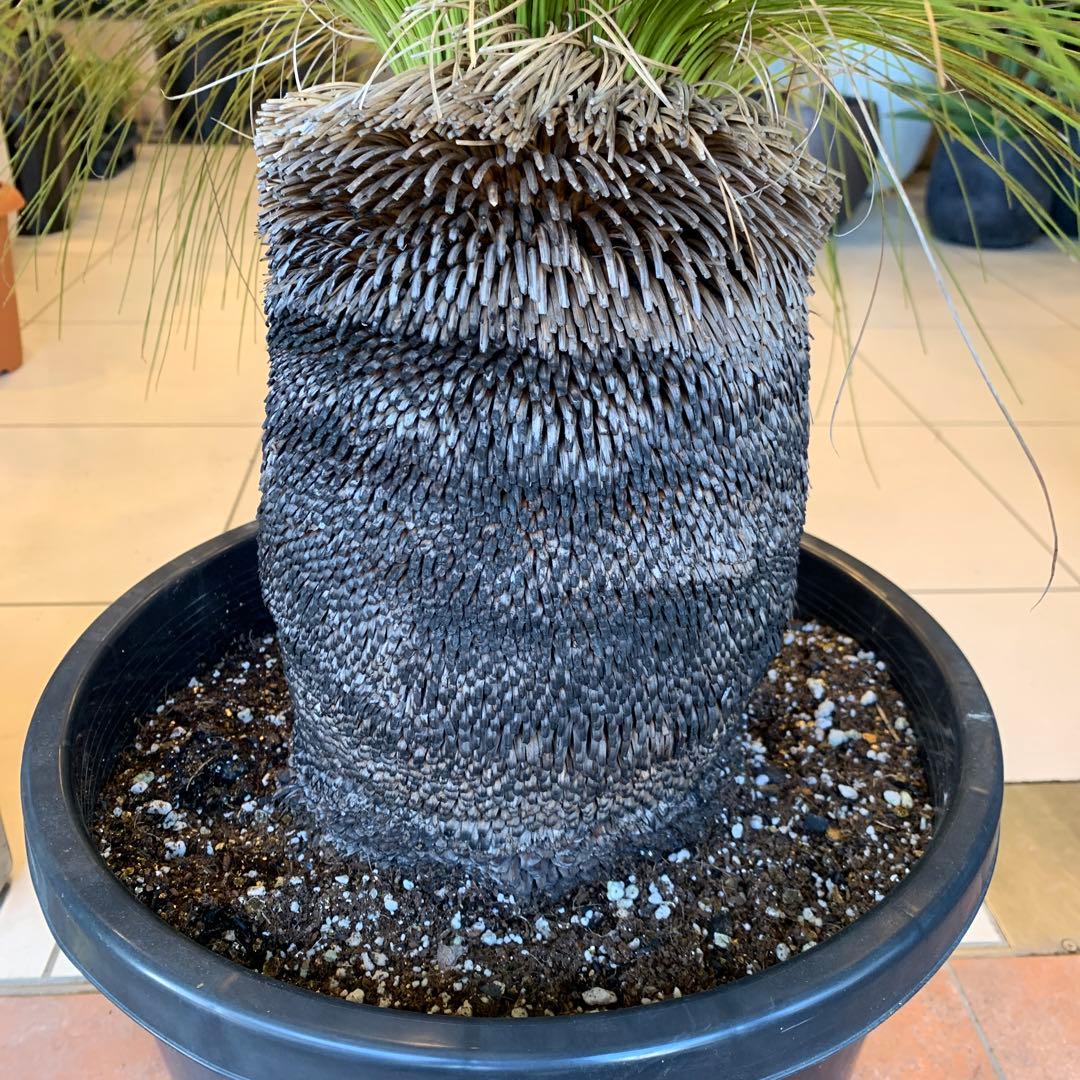 分頭 クサントロエア ジョンソニー ブラックボーイ 発根済み