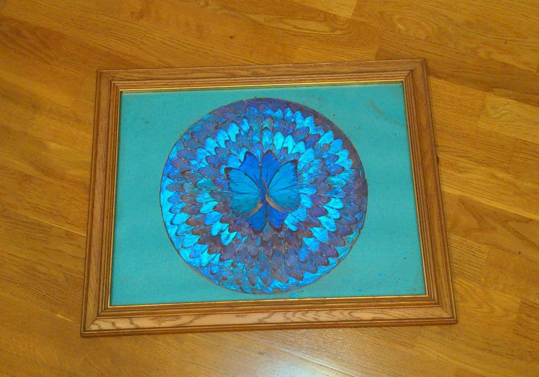 モルフォ蝶 アート 額縁付