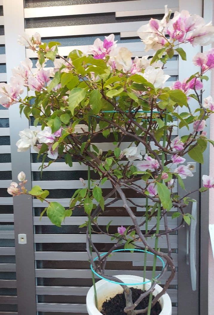 ブーゲンビリアNo93 らくらくメルカリ便発送‼️