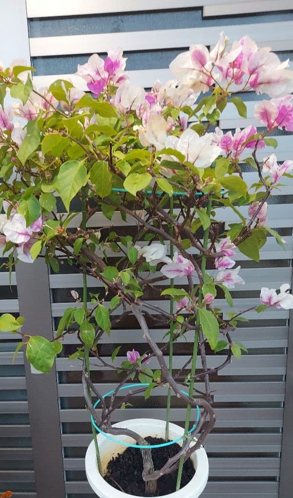 ブーゲンビリアNo93 らくらくメルカリ便発送‼️