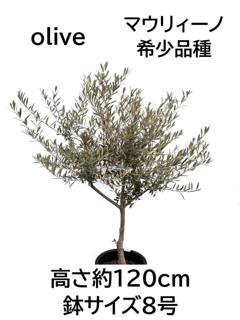 オリーブの木　マウリィーノ　8号　約120cm　K-332　希少品種　現品掲載