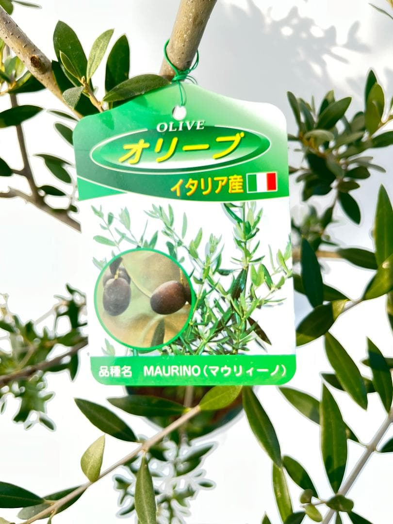 オリーブの木　マウリィーノ　8号　約120cm　K-332　希少品種　現品掲載