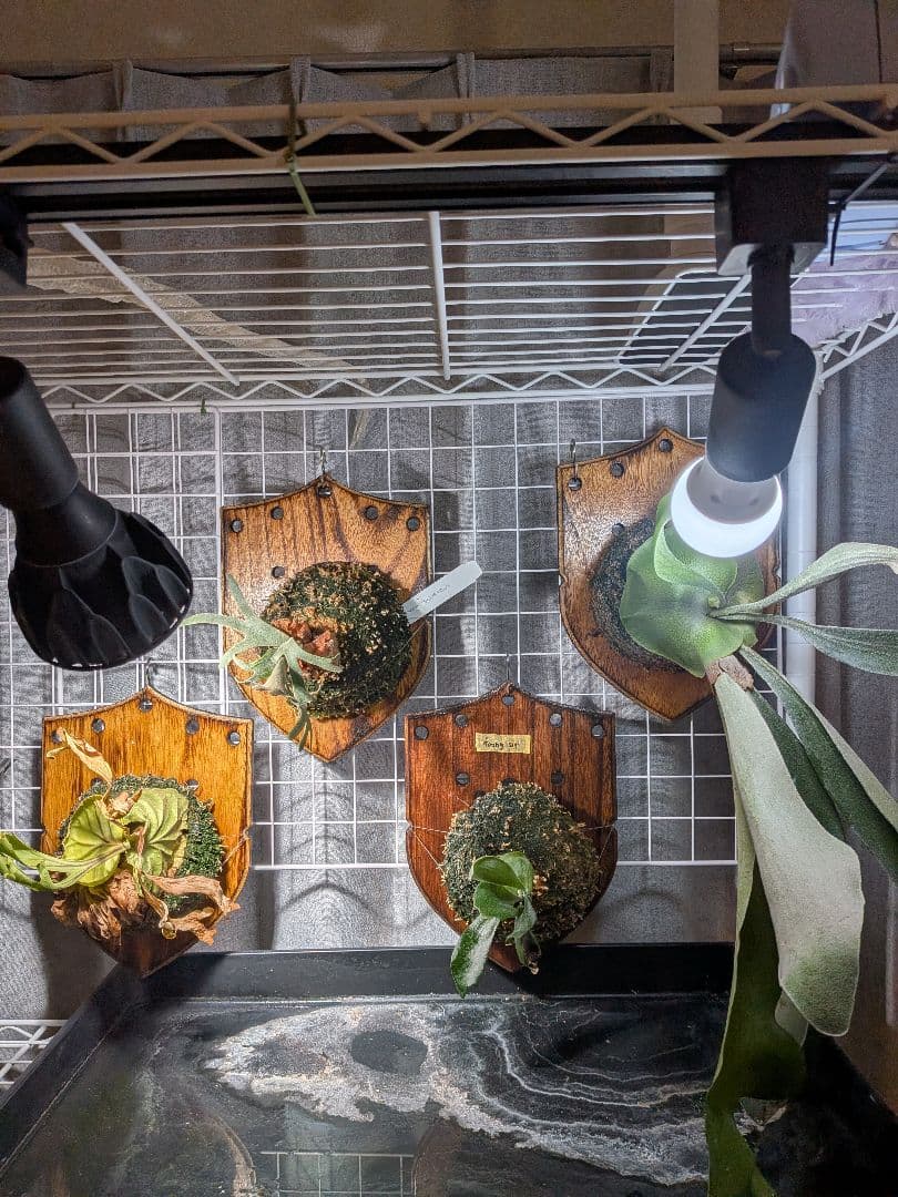 【横浜 引き取り限定】ビカクシダ4種　OMG フーンシキ リドレー ネザーランド