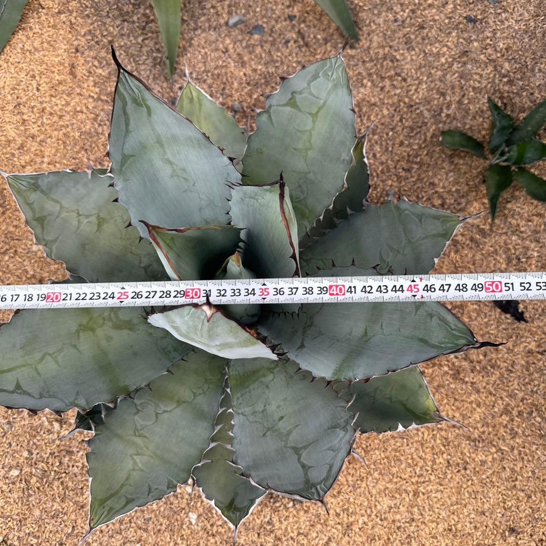 アガベ ブラック＆ブルー(BB) 50cm以上