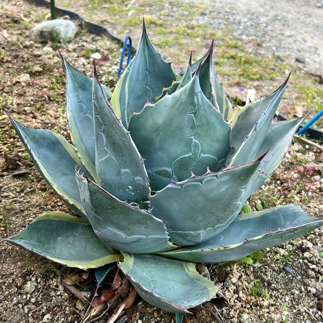 アガベ　オバティサナ・シースター　大株