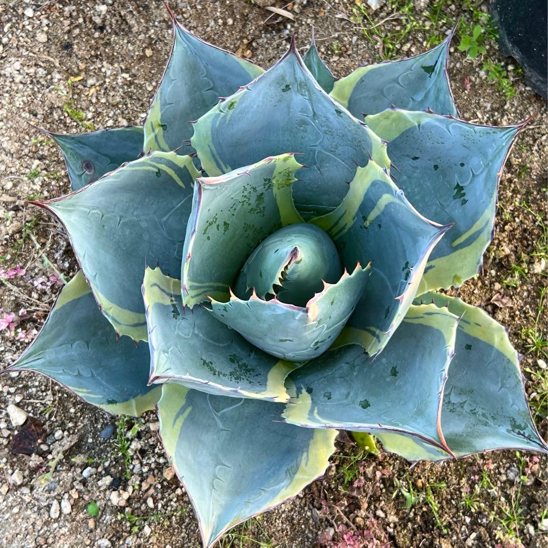 アガベ　オバティサナ・シースター　大株