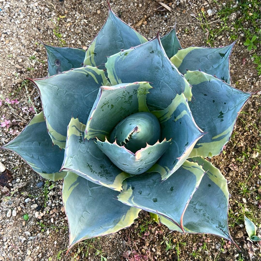 アガベ　オバティサナ・シースター　大株