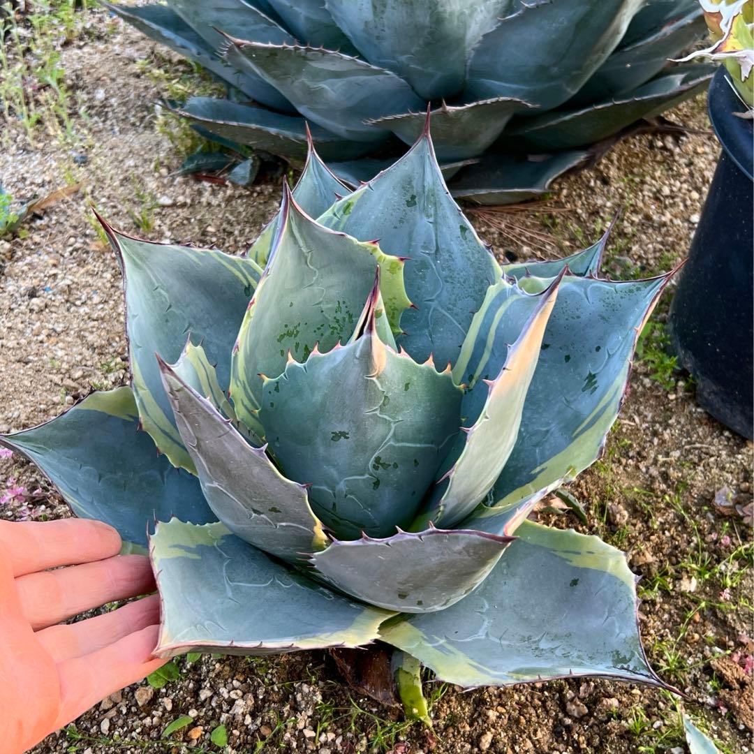アガベ　オバティサナ・シースター　大株