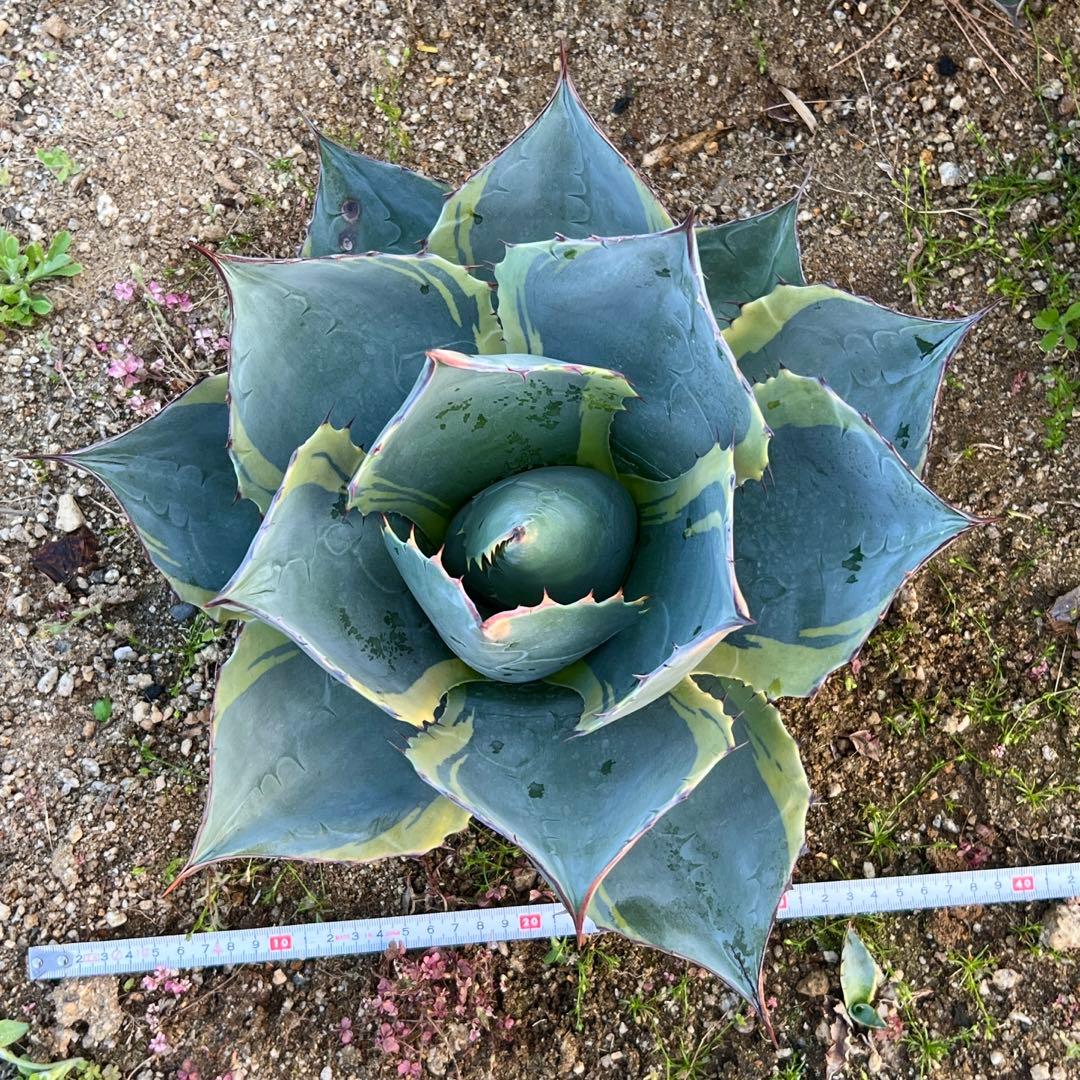 アガベ　オバティサナ・シースター　大株