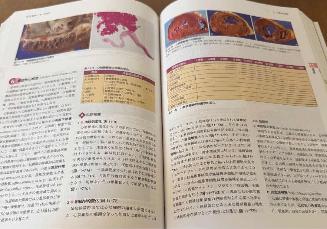 【新品未使用】標準生理学/標準病理学