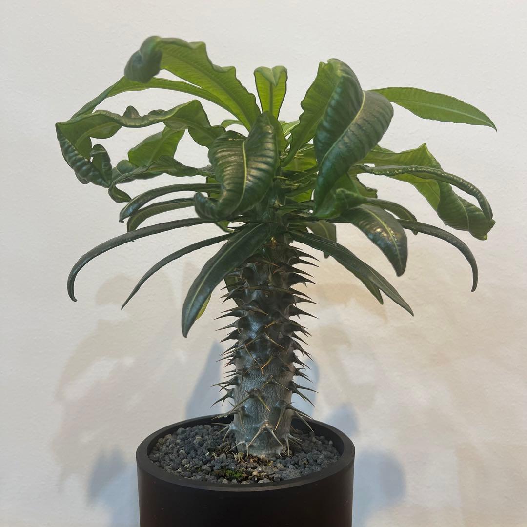 【美株】パキポディウム アンボンゲンセ 国内実生 塊根植物 サボテン