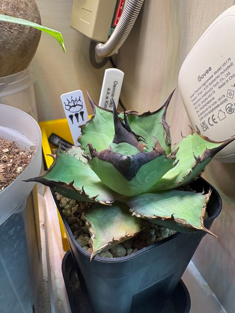 Dennis040の子株から育成その他