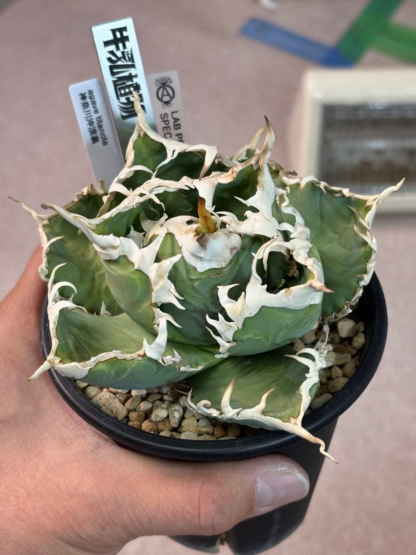 Dennis040の子株から育成その他