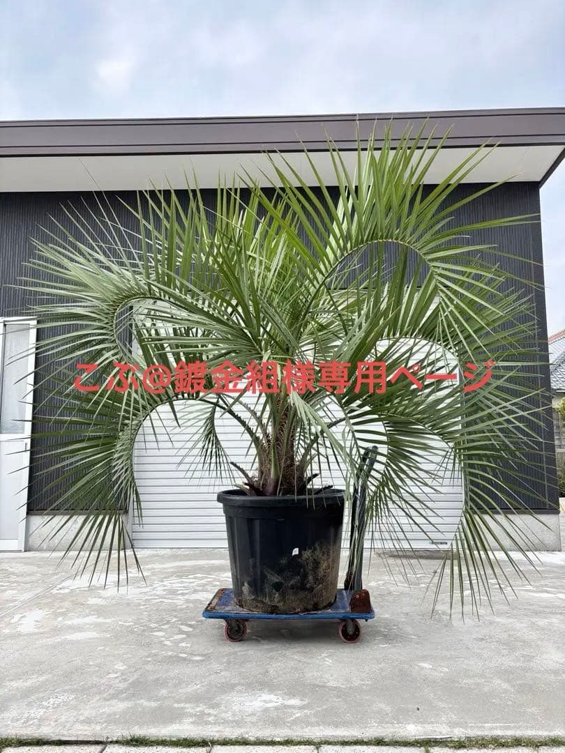 ★現地引渡し限定★ココスヤシ★170センチ★