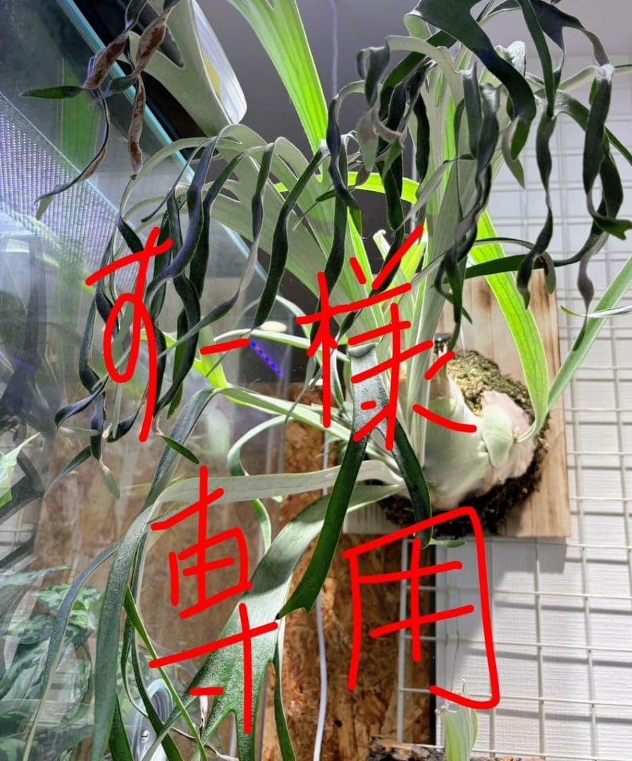 すー アーバンリバー・フーンシキ 親株