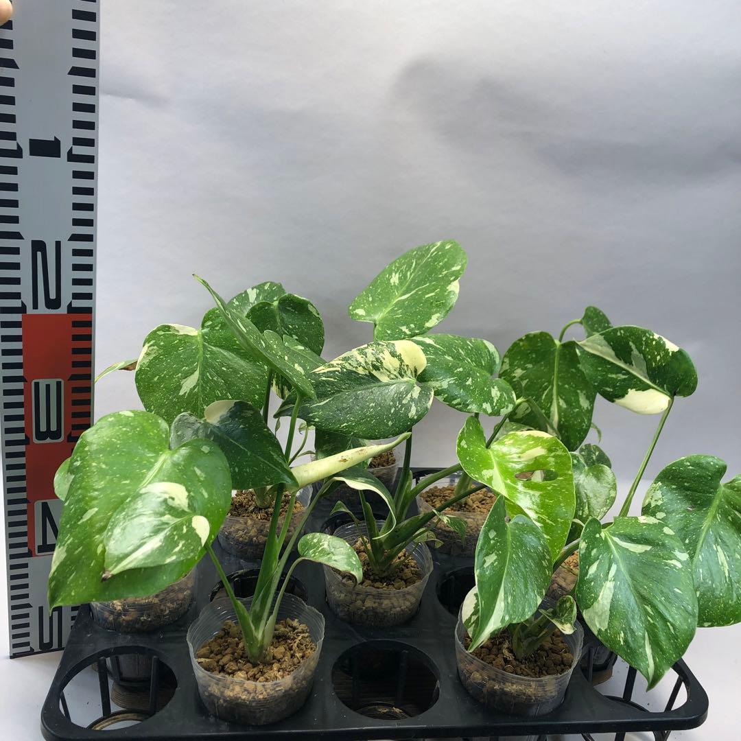 ち*え様 ms102 10株セット【特別選抜】モンステラ・タイコンステレーション