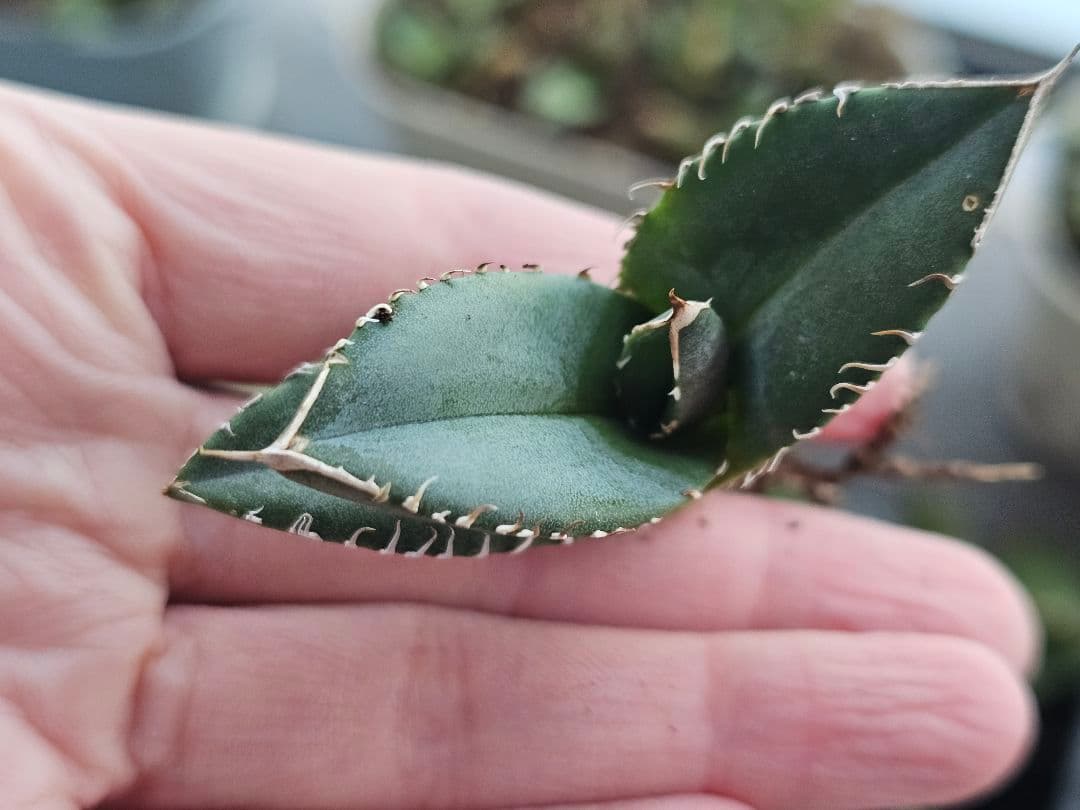 サービス品 激レア 高級品種 妖狐 台湾産正規品 根っこあり 特選