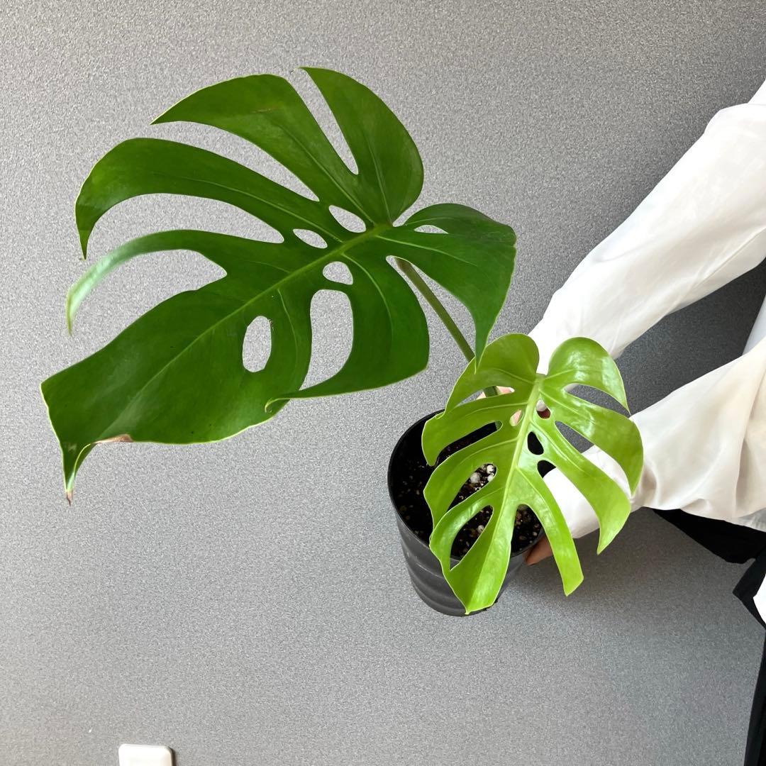 超絶希少❗️モンステラ　デリシオーサ　スケルトン✨