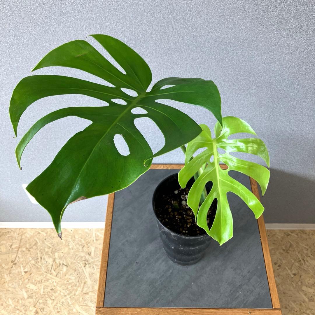 超絶希少❗️モンステラ　デリシオーサ　スケルトン✨