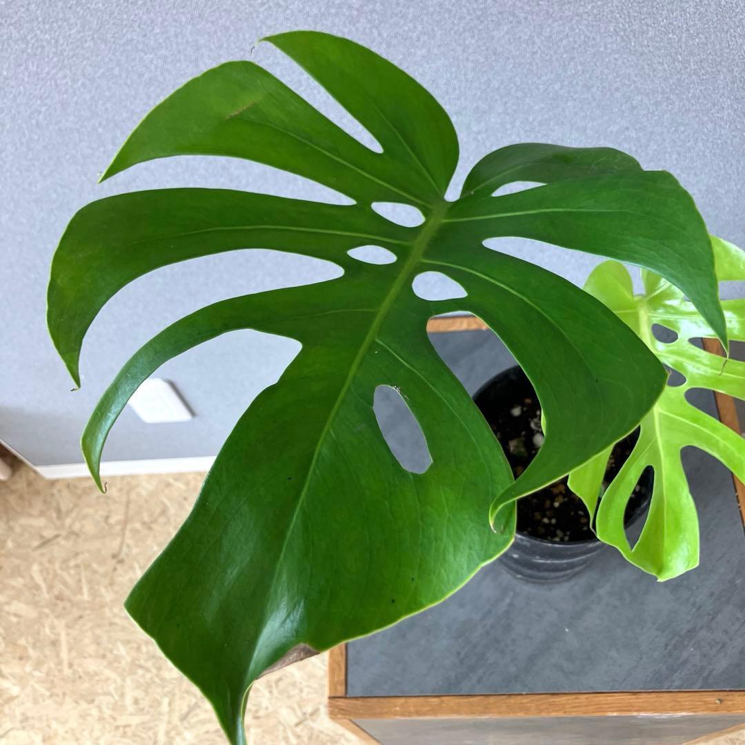 超絶希少❗️モンステラ　デリシオーサ　スケルトン✨