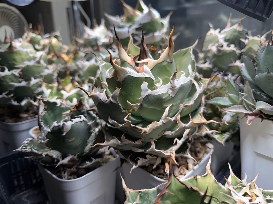 -Collection-アガベ シエラミクスティカ