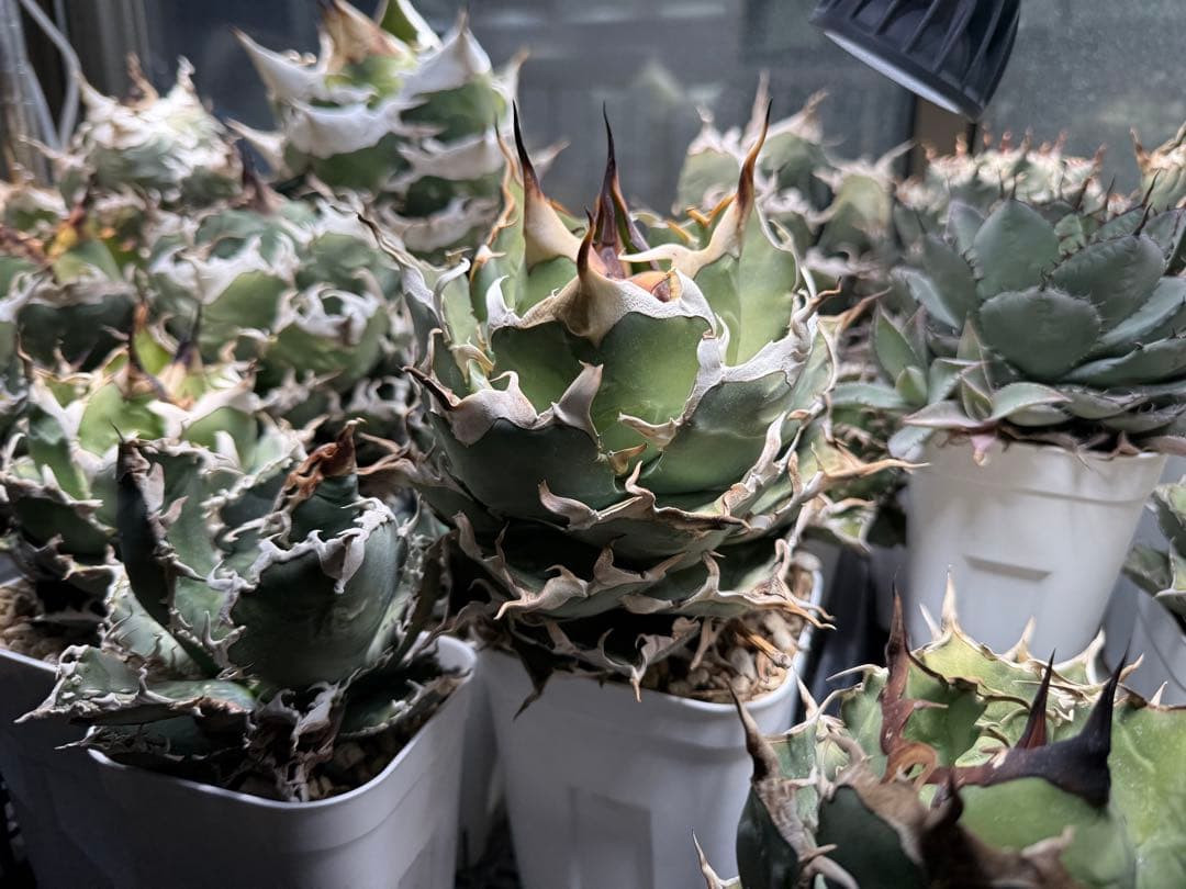 -Collection-アガベ シエラミクスティカ