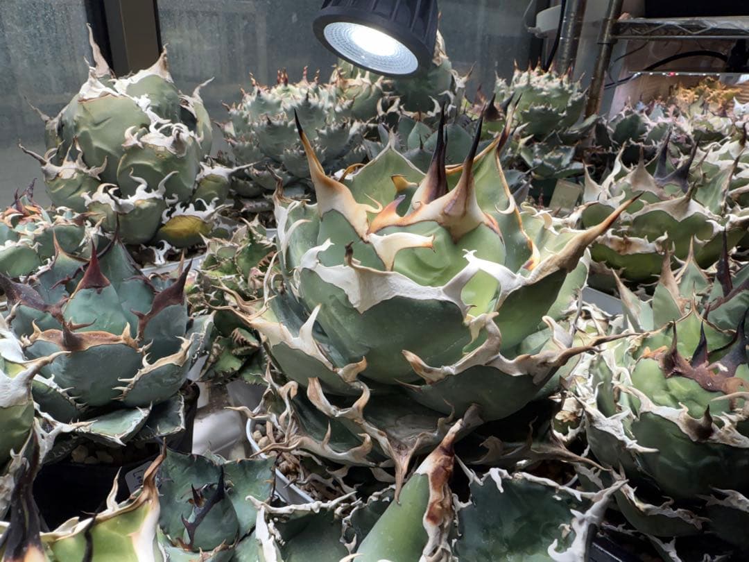 -Collection-アガベ シエラミクスティカ