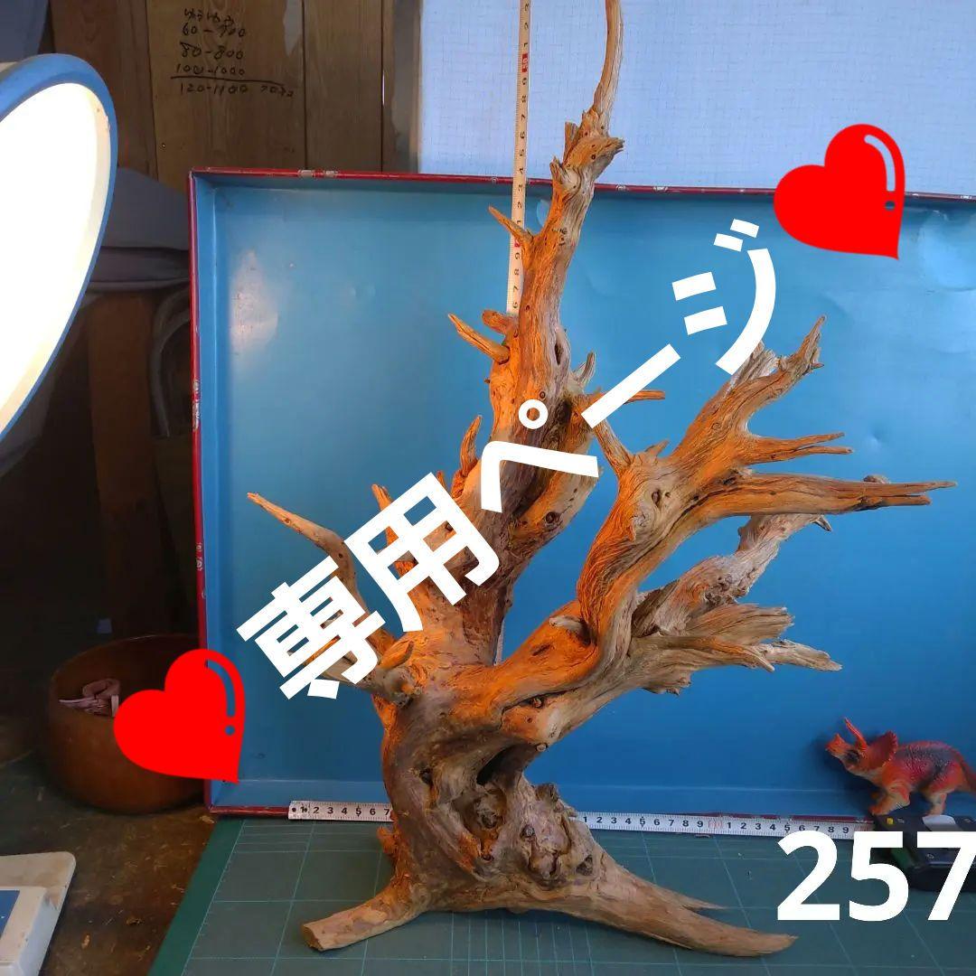 ❤️専用ページ❤️２５７ホーンウツド灰汁抜き硬質流木高さ約５５cm ♥極上
