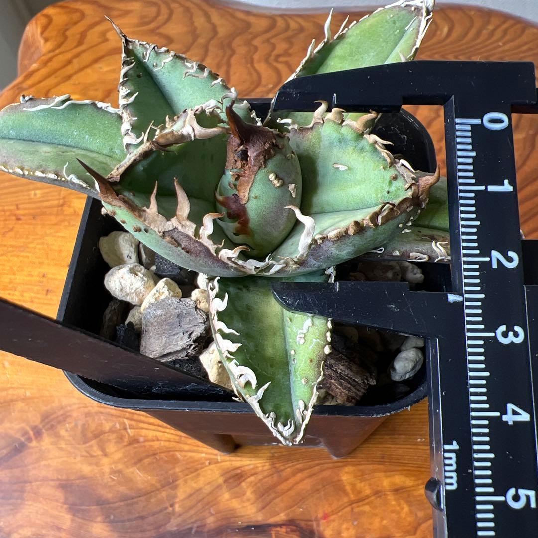 アガベ・チタノタ・MS-WV （スタッズ ブツブツ ）