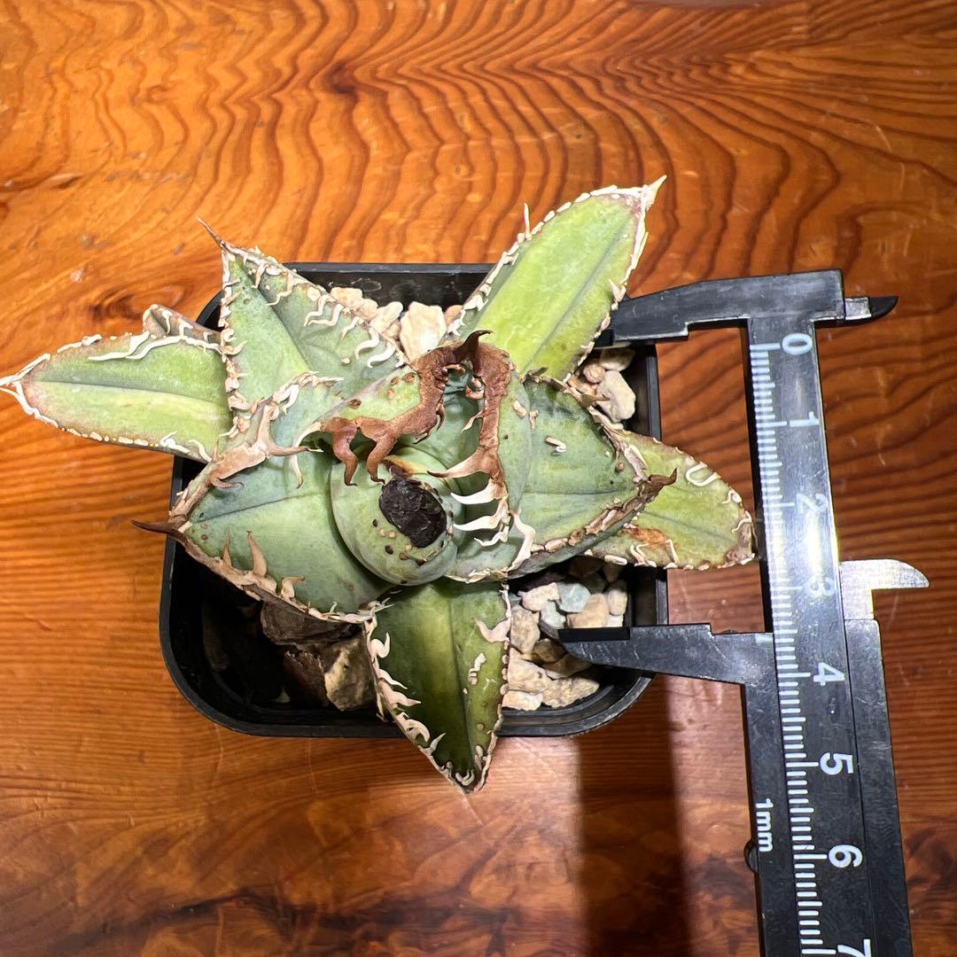 アガベ・チタノタ・MS-WV （スタッズ ブツブツ ）