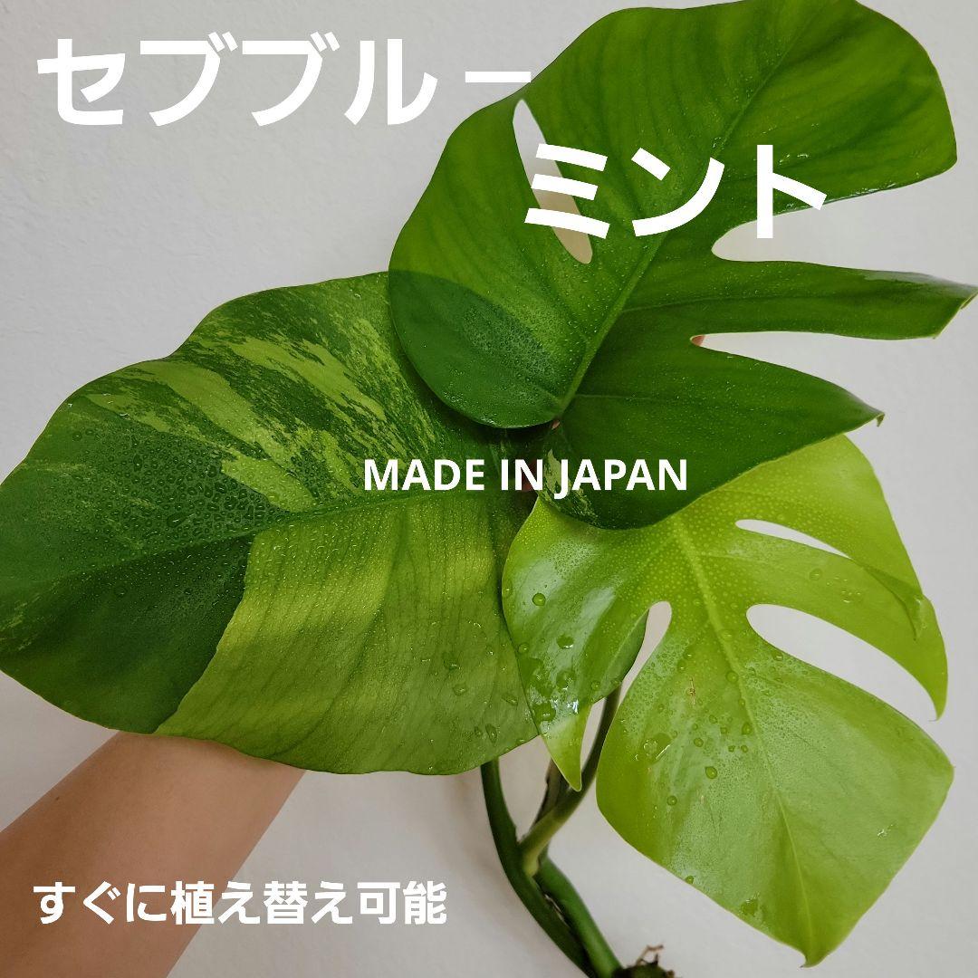 斑入りモンステラ☆お買い得！セブブルーミントトップカット発根済み