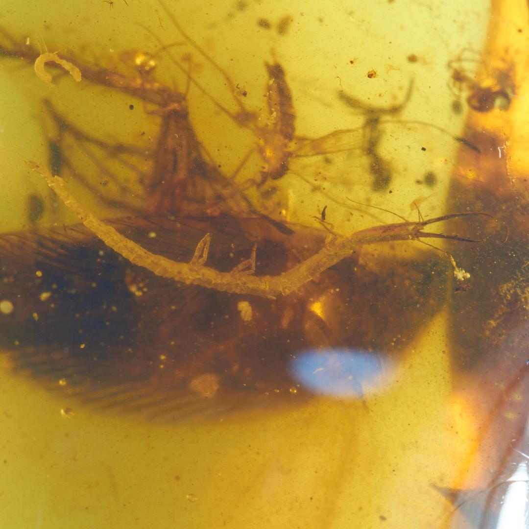 レア極上品 PA100虫入り琥珀化石　ミャンマーカムティかタナイ9900万年前