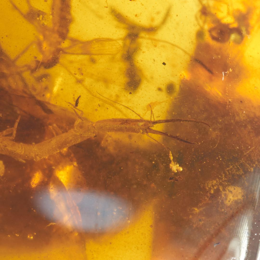 レア極上品 PA100虫入り琥珀化石　ミャンマーカムティかタナイ9900万年前