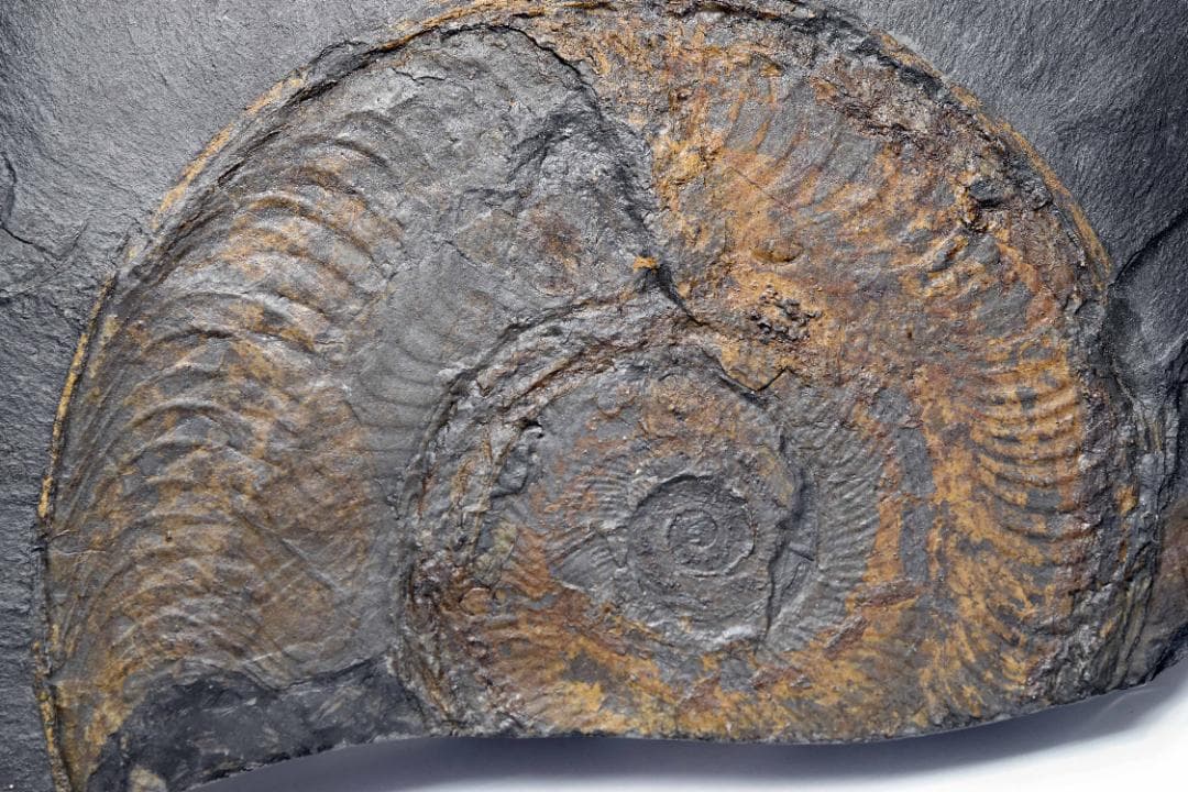 アンモナイトの化石 k3-420(yh)