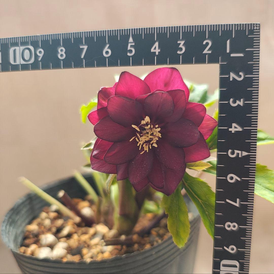 2611赤しべ 小輪系多花ディープレッド 若泉ファーム クリスマスローズ開花株