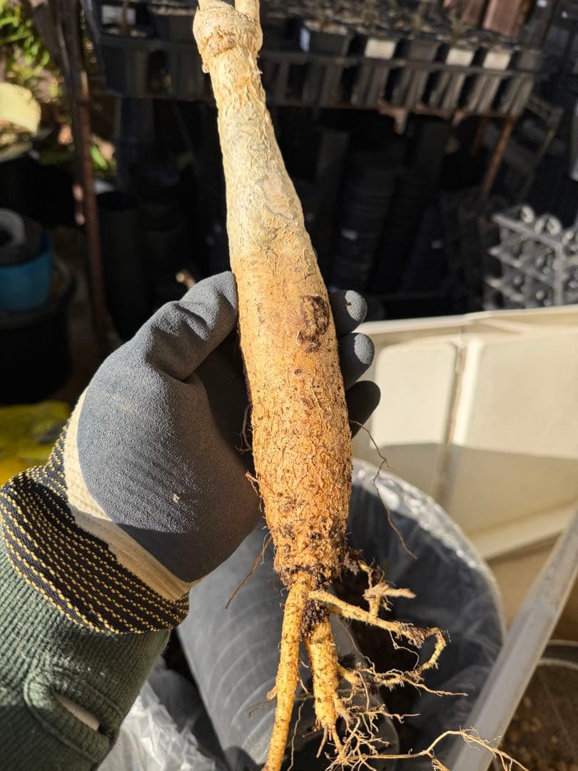 【タイムセール】ユーフォルビア・マハボボケンシス / コーデックス 希少 レア