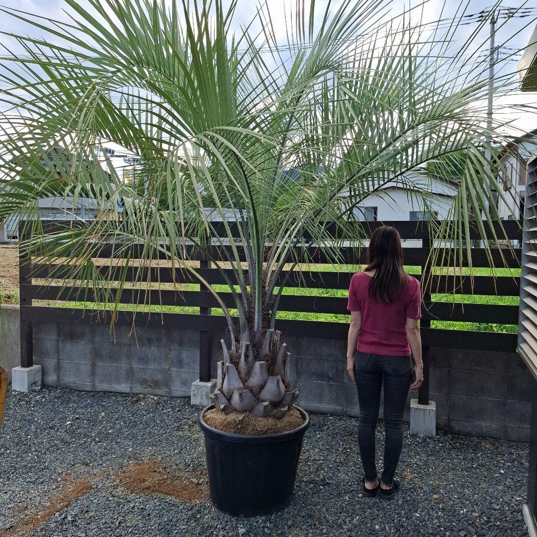 特価！　軒太！　ココスヤシ　高さ2m30位　幅3m位