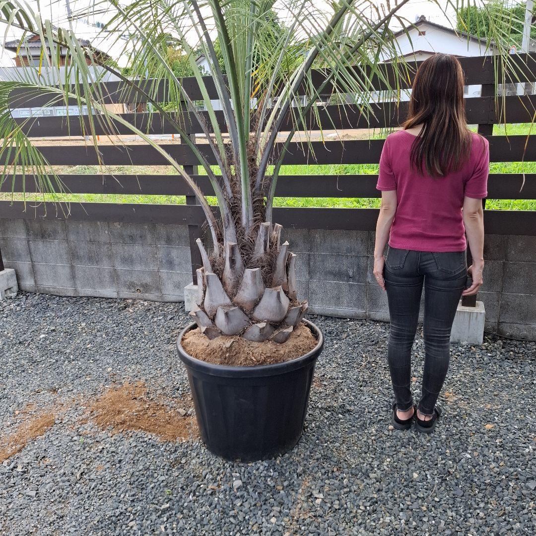 特価！　軒太！　ココスヤシ　高さ2m30位　幅3m位