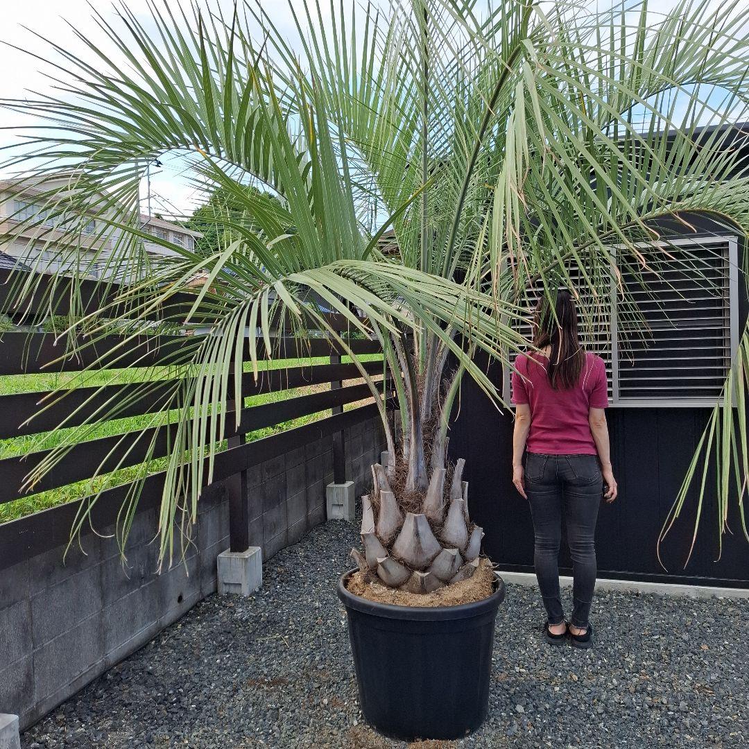 特価！　軒太！　ココスヤシ　高さ2m30位　幅3m位