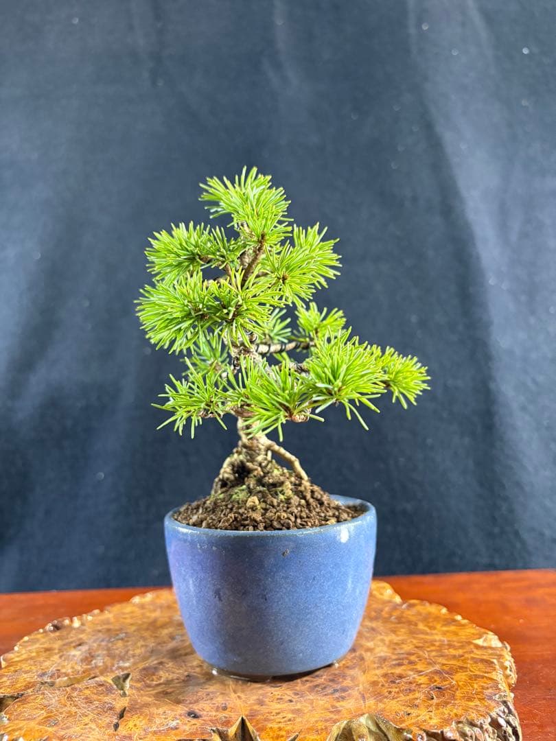 小品盆栽、赤石五葉松、懸崖模様木 目立った傷や汚れなし